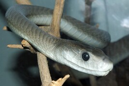 L’antidoto offre protezione anche contro il veleno del mamba nero (fonte: Tom Vickers, Wikipedia)