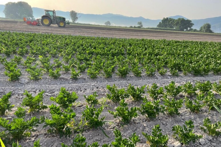 In arrivo piano in Unione europea per l 'agricoltura, "sostegni Pac più mirati" - RIPRODUZIONE RISERVATA