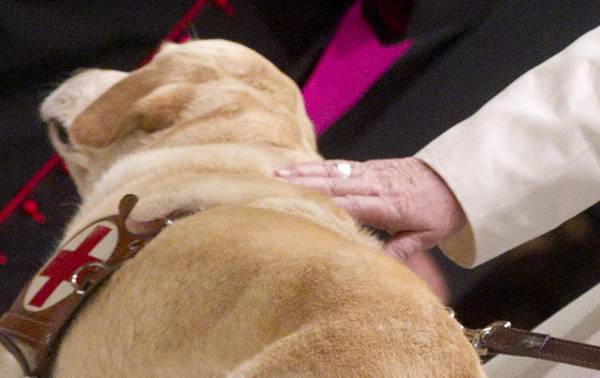 Papa Francesco durante l'udienza con i giornalisti ha accarezzato un labrador che accompagnava un operatore della stampa non vedente