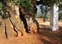 Puglia - Ulivo secolare