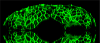 Cellule dei muscoli del pesce zebra, rese fluorescenti (fonte:&nbsp;King's College London)