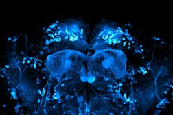 Il cervello di un moscerino della frutta con neuroni attivi (fonte: Vincent Croset da Wikimedia CC BY-SA 4.0)