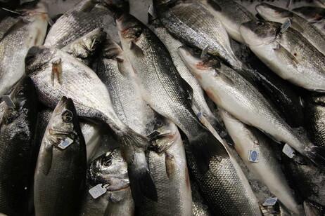 Settimana Santa, giù i prezzi per il pesce dai tonnetti a seppie