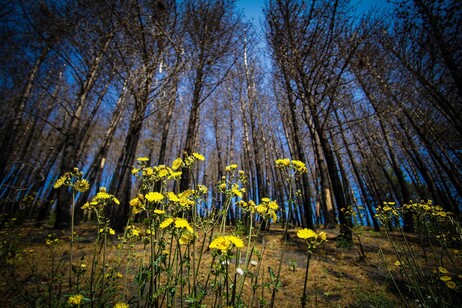 Agronomi, il prontuario con 11 proposte per migliorare la Pac