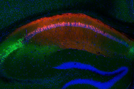 Nel cervello di un topoin verde  l'area che ricorda le interazioni sociali, in rosso quella che ricorda i luoghi  (fonte: P. Kassraian et al., Columbia’s Zuckerman Institute)