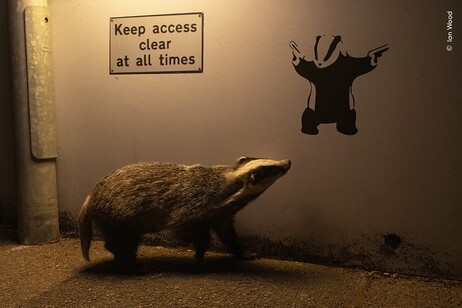 Dal Regno Unito lo scatto ‘No Access’ di Ian Wood (fonte: Wildlife Photographer of the Year, Museo di Storia Naturale di Londra)