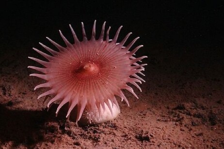 Un anemone che filtra la 'neve marina' (fonte: SMARTEX/NHM/NOC)