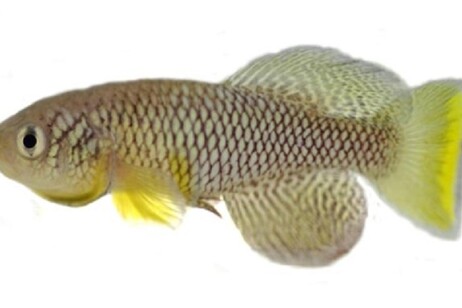 Il killifish Nothobranchius furzeri G (fonte: Ugau)