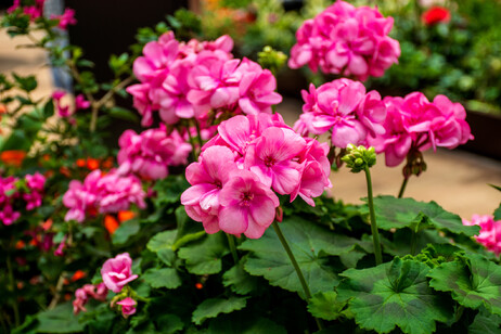 Pink Geranium Flower in garden foto iStock.