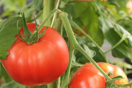 Pomodoro da industria, accordo raggiunto per il Centro-Sud
