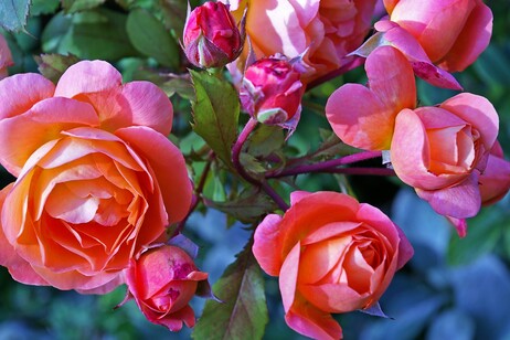 Un ramo di rose (fonte: PxHere)