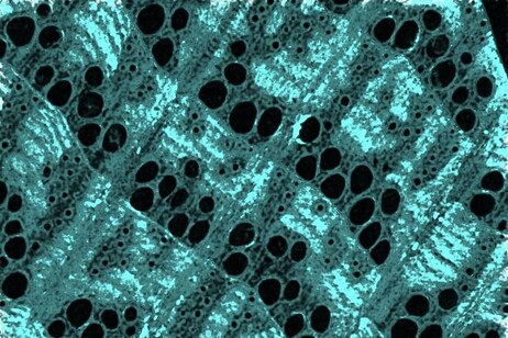 Le nano-particelle di ferro (in turchese) nelle pareti delle cellule del legno (fonte: Florida Atlantic University)