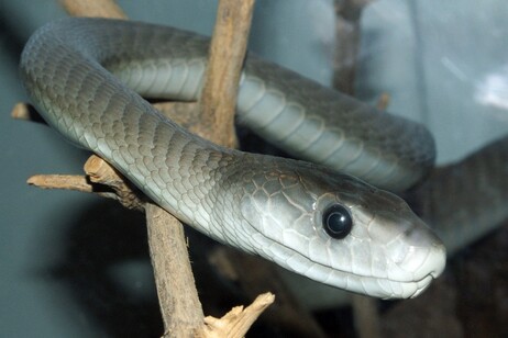 L’antidoto offre protezione anche contro il veleno del mamba nero (fonte: Tom Vickers, Wikipedia)