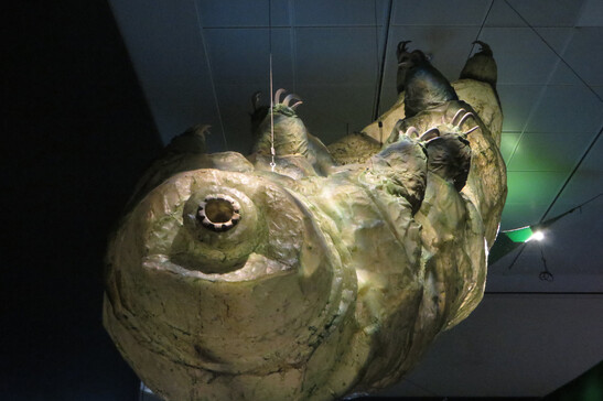Un tardigrado (fonte: Eden, Janine and Jim, Flickr)