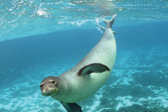 Foca monaca del Mediterraneo (fonte: Doi da Flickr CC BY 2.0)