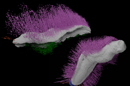 Ricostruzione dell'aspetto degli antichi molluschi Punk ferox ed Emo vorticaudum (fonte: Sutton et al. Nature 2025)