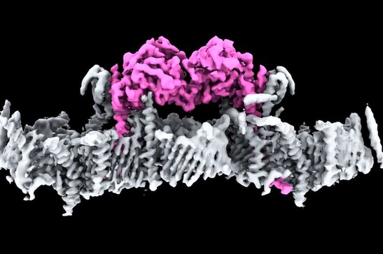 È stata osservata per la prima volta l'esatta struttura della proteina Pink1 e come si attacca ai mitocondri (fonte:&nbsp;WEHI)