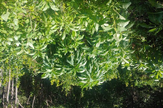 Identificata una nuova stazione di presenza di Echium Pininana (fonte: Michele Di Musciano)