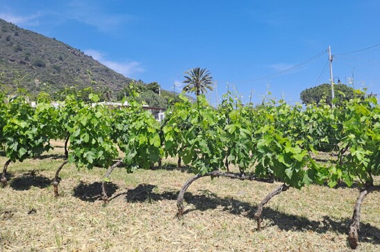 Una vigna a Salina per la produzione di Malvasia secca e dolce