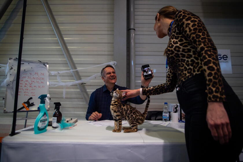 World Cat Federation show in Budapest