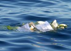 FOTO: Fiori in mare per Ericka, la barista peruviana dispersa