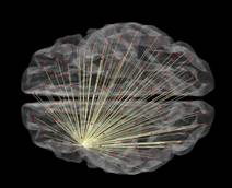 A Consiglio Ue ricerche piace studio Iit linguaggio neuroni