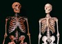 Due scheletri a confronto: quello dell'uomo di Neandertal e a destra il nostro