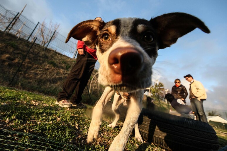 Un cane - RIPRODUZIONE RISERVATA