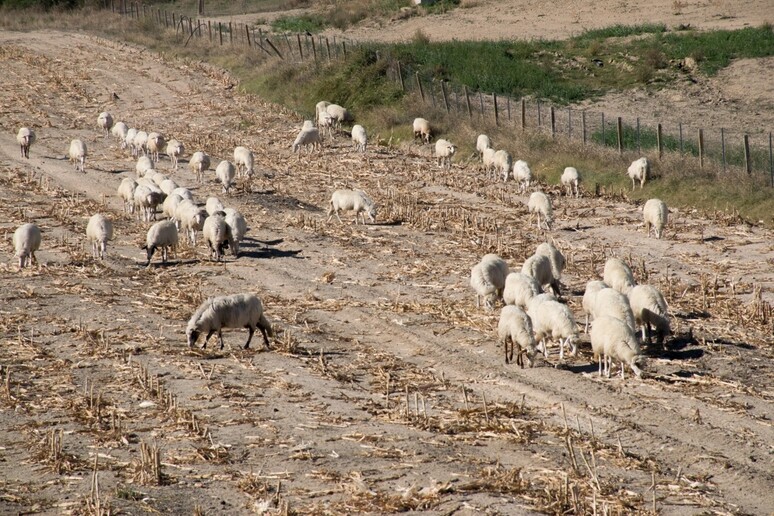 - RIPRODUZIONE RISERVATA