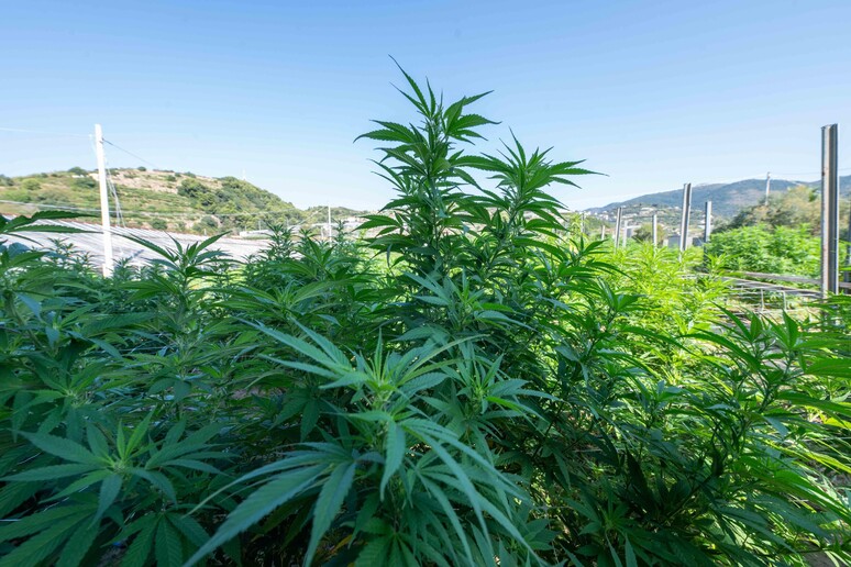 Al vaglio Ue la stretta dell 'Italia sulla cannabis light - RIPRODUZIONE RISERVATA