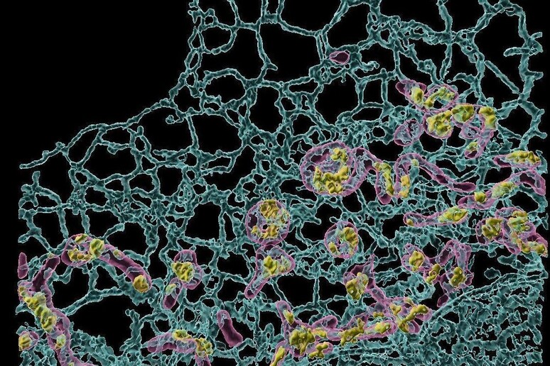 Sonde fluorescenti permettono di analizzare l 'ambiente interno delle cellule (fonte: Università di Padova) - RIPRODUZIONE RISERVATA