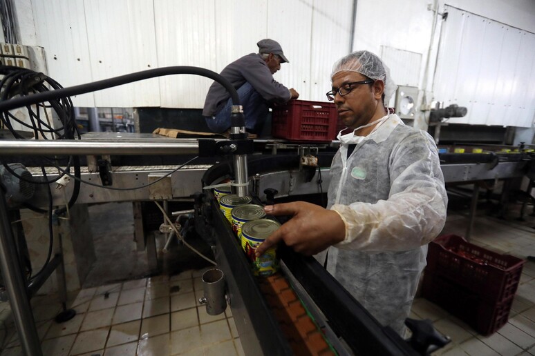 Una fabbrica di produzione di Harissa in Tunisia - RIPRODUZIONE RISERVATA