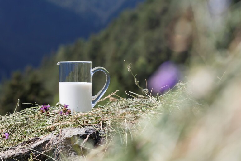 Alla scoperta del latte fieno altoadesino, qualità sostenibile - RIPRODUZIONE RISERVATA