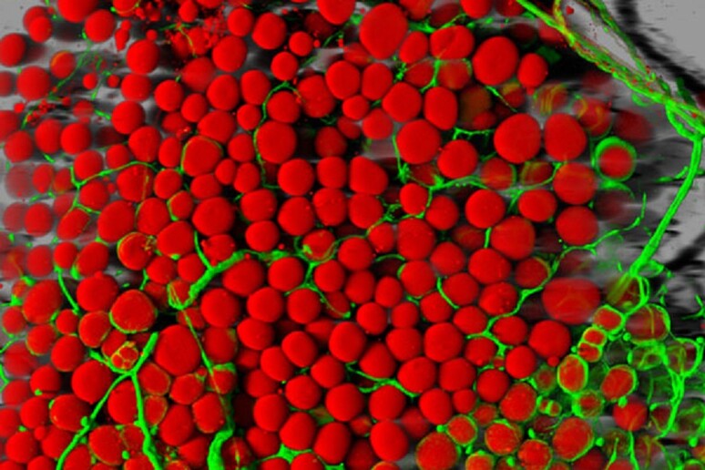 Cellule adipose (in rosso) e vasi sanguigni (in verde) (fonte: Daniela Malide, National Heart, Lung, and Blood Institute/NIH da Flickr PDM 1.0) - RIPRODUZIONE RISERVATA