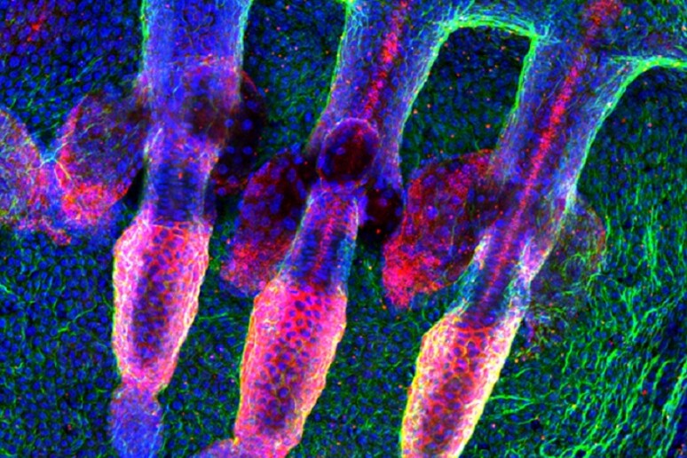 Cellule della pelle di topo (fonte: Claire Cox e Michaela Frye, Wellcome Trust Centre For Stem Cell Research, University of Cambridge) - RIPRODUZIONE RISERVATA