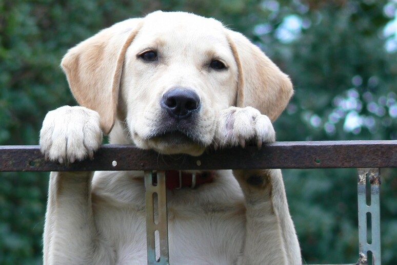 Lo studio ha analizzato 670 Labrador retriever (fonte: Pixabay) - RIPRODUZIONE RISERVATA
